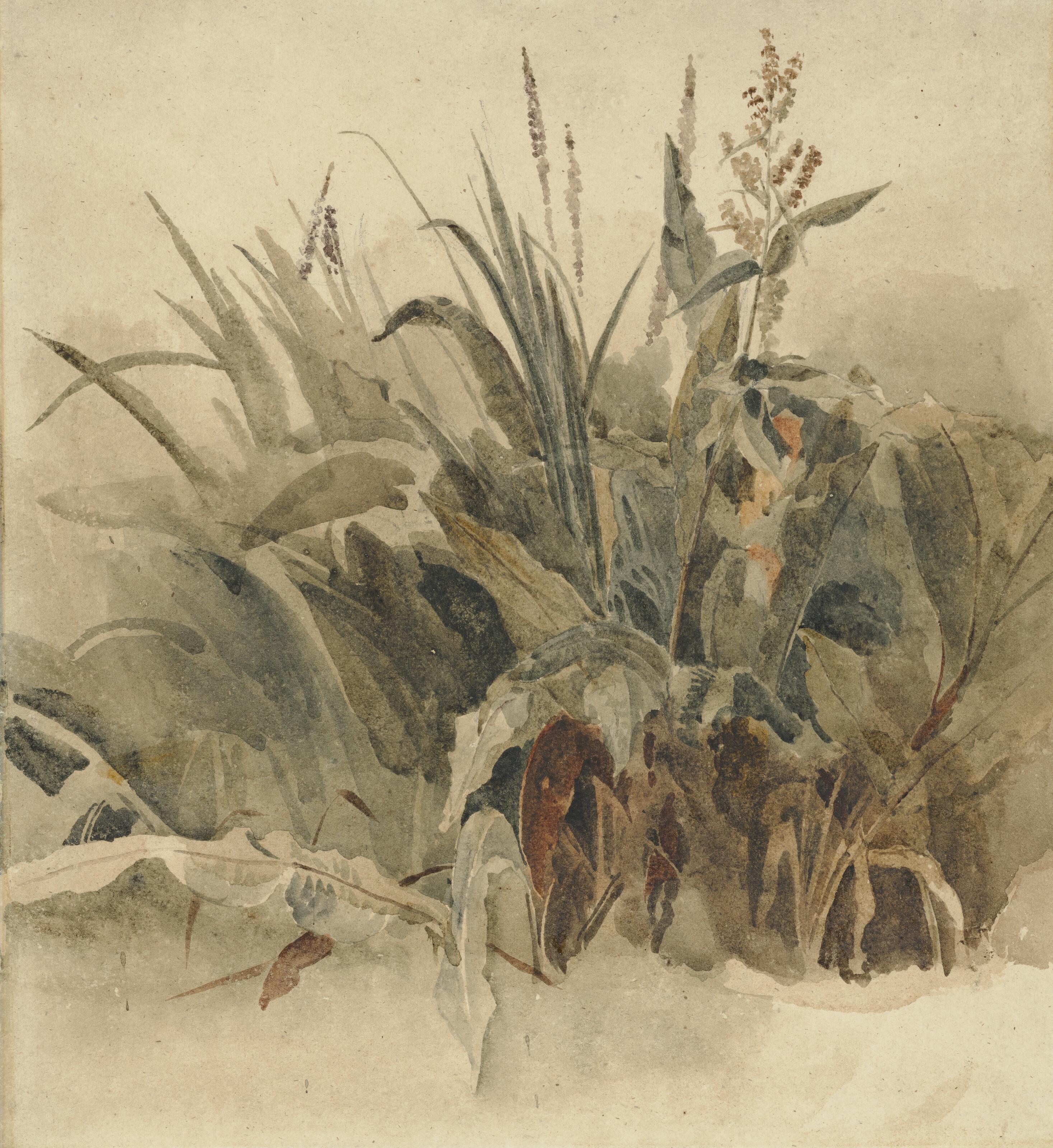 Peter De Wint, O.W.S. - Water weeds