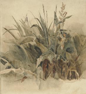 Peter De Wint, O.W.S. - Water weeds