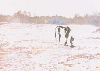 Peter Doig - Pinto