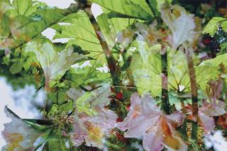 Peter Fischli - Blumen, 1997/98