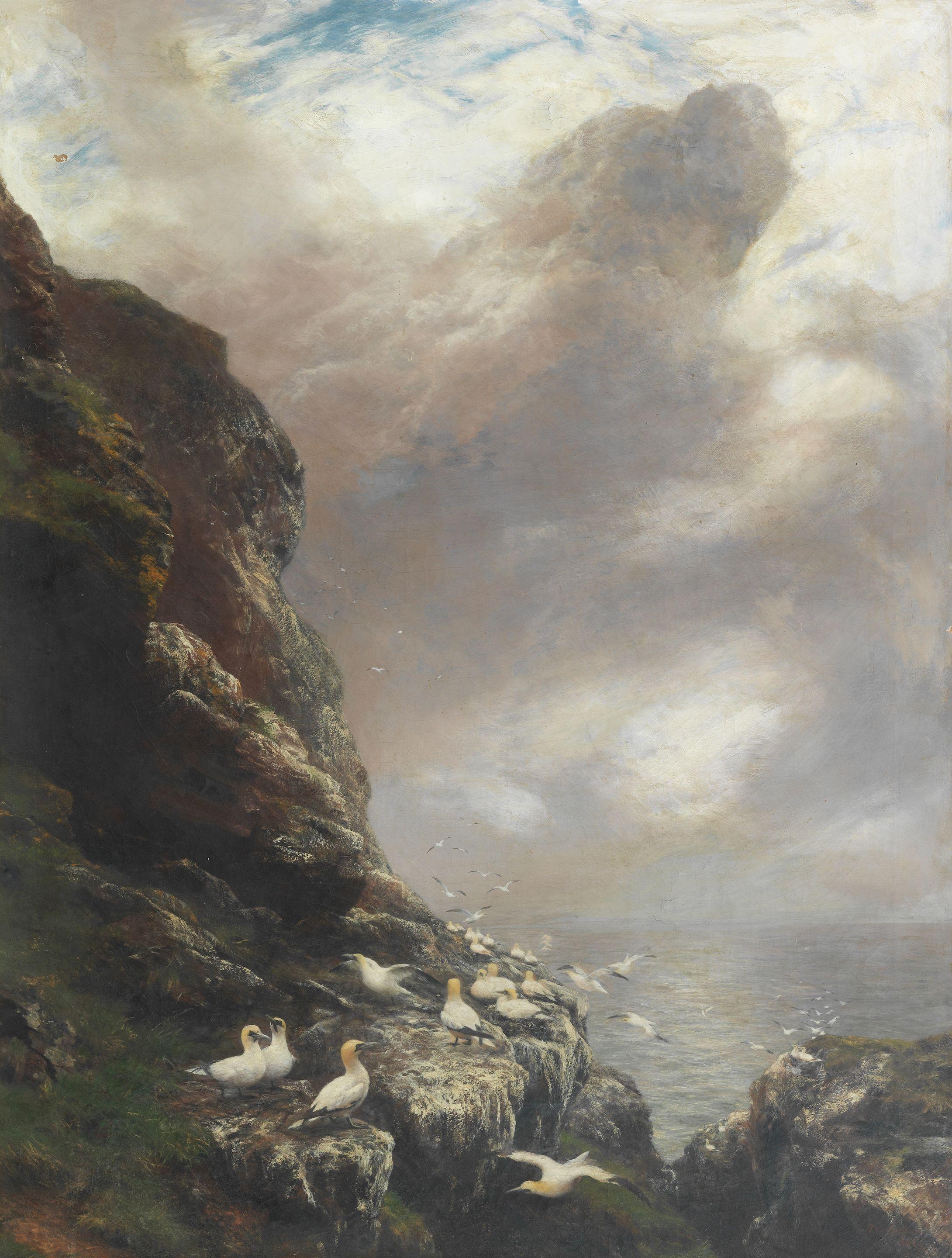 Peter Graham RA HRSA - Gannets on a rocky cliffside