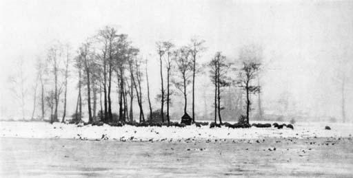 Peter Henry Emerson - Marsh Leaves, London: David Nutt, 1895