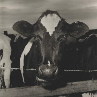 Peter Hujar - Cow Barbed Wire, 1978