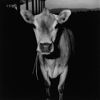 Peter Hujar - Cow Chewing Grass