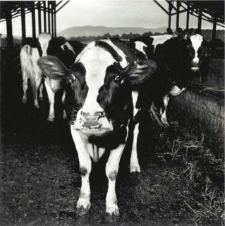 Peter Hujar - Electric Cow, 1978