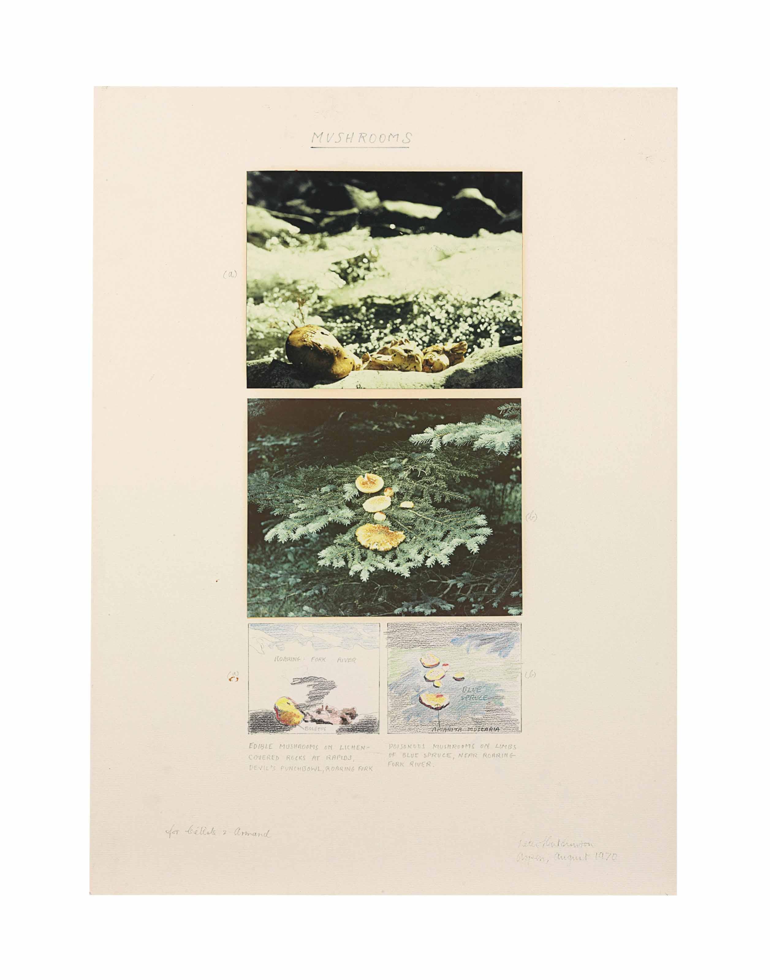 Peter Hutchinson - Mushrooms