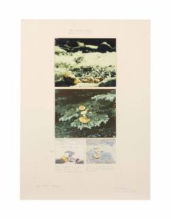 Peter Hutchinson - Mushrooms