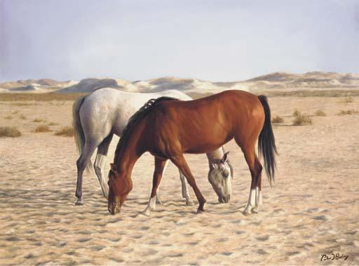 Peter J. Bailey - Arabians