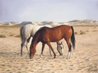 Peter J. Bailey - Arabians
