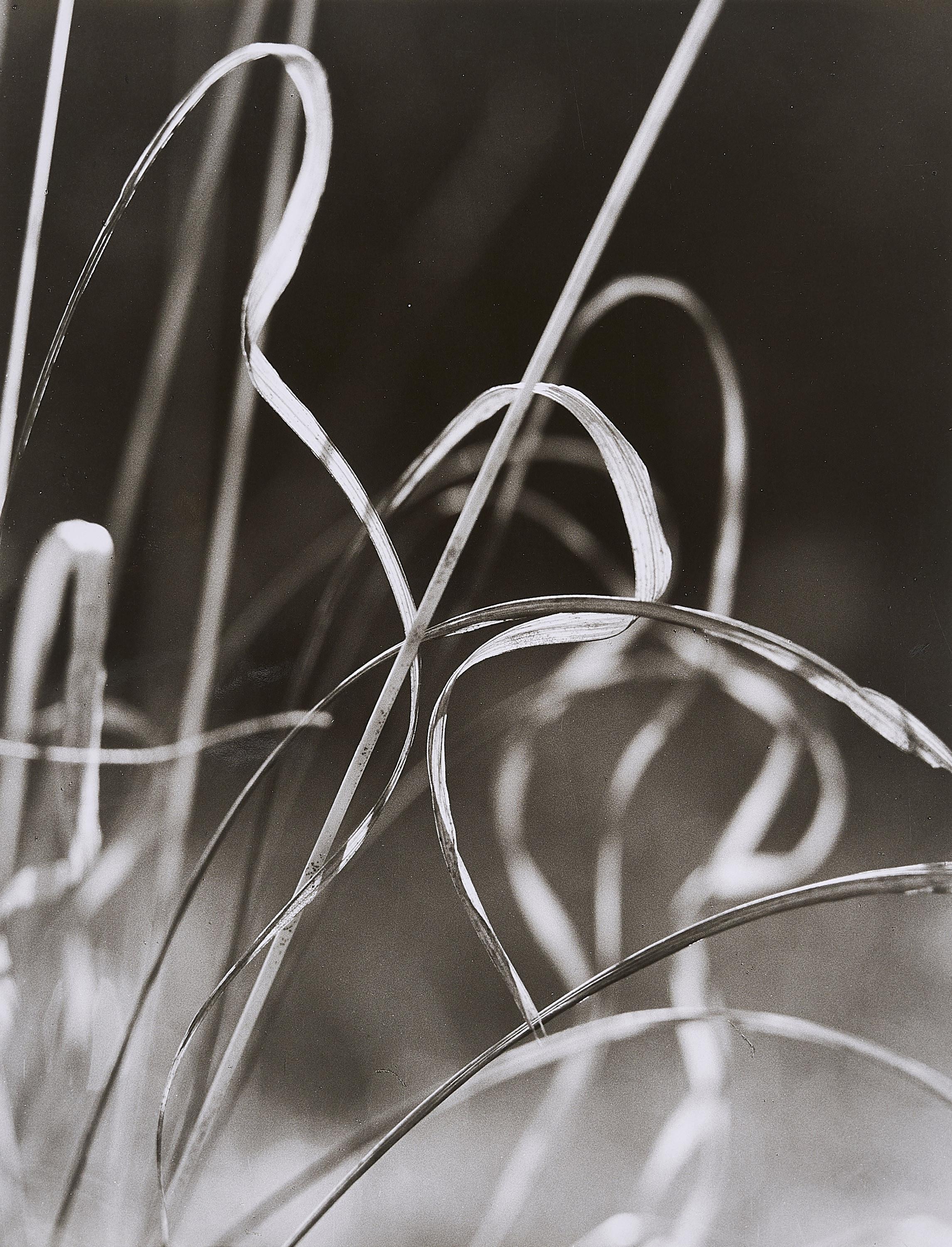 Peter Keetman - Herbstliches Gras.