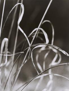 Peter Keetman - Herbstliches Gras.