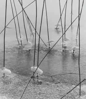 Peter Keetman - Ohne Titel