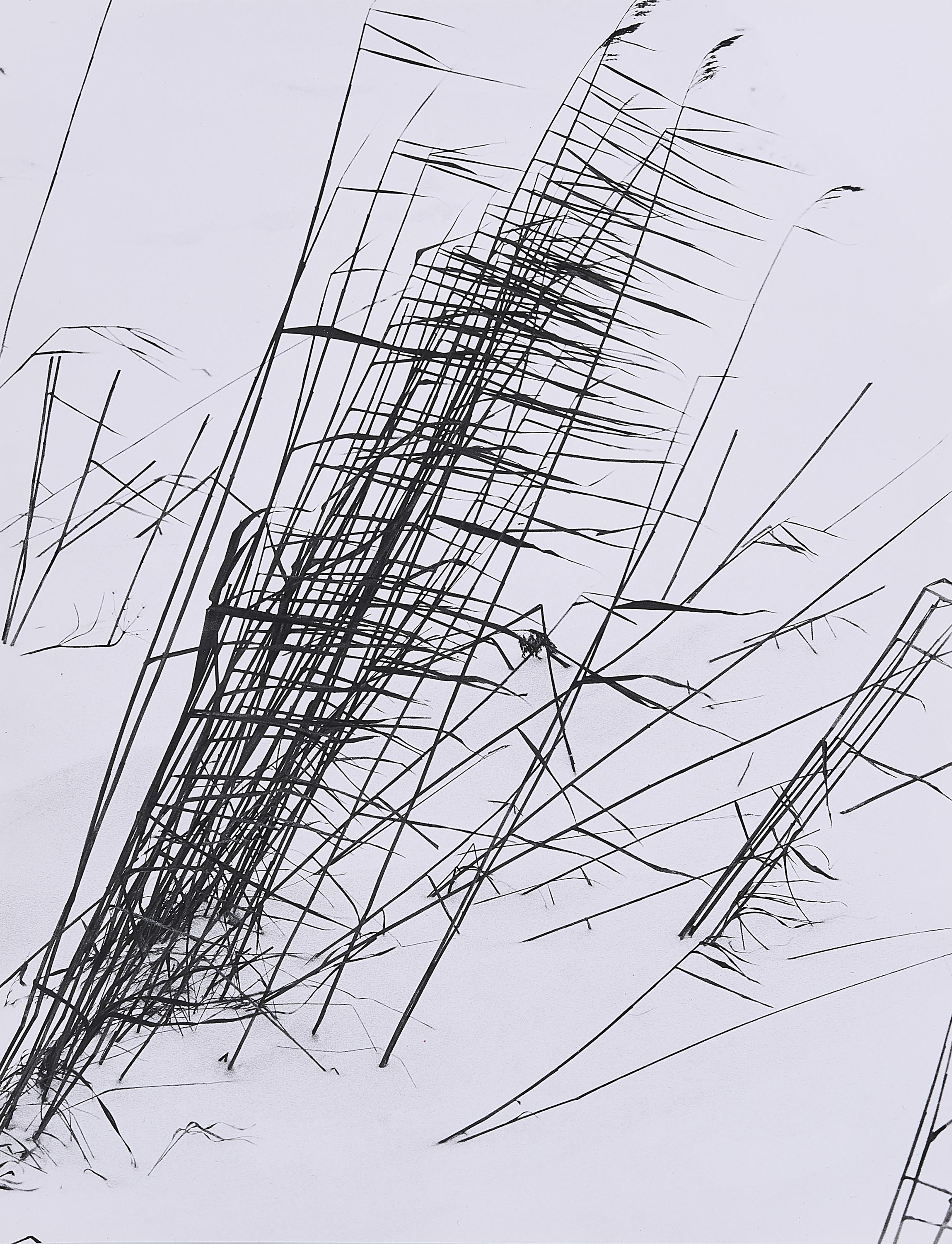 Peter Keetman - Schilf.