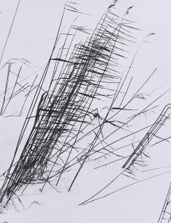 Peter Keetman - Schilf.