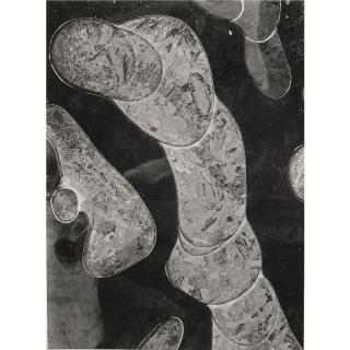 Peter Keetman - \'Zellulare Formen\', 1950