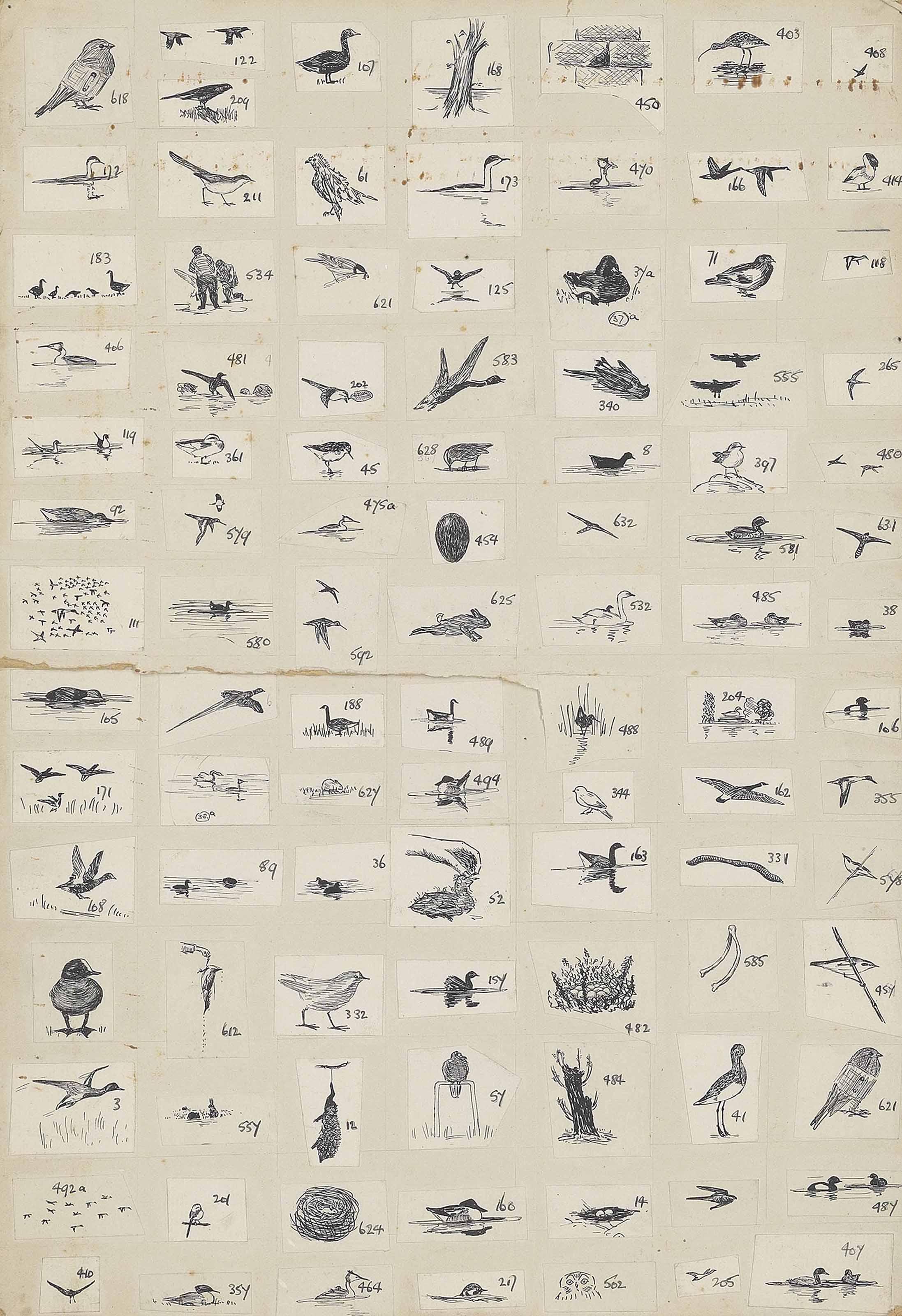 Peter Markham Scott - 119 Original Illustrations For \'Adventures Amongst Birds\', 1926