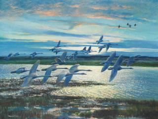 Peter Markham Scott - Swans at sunset