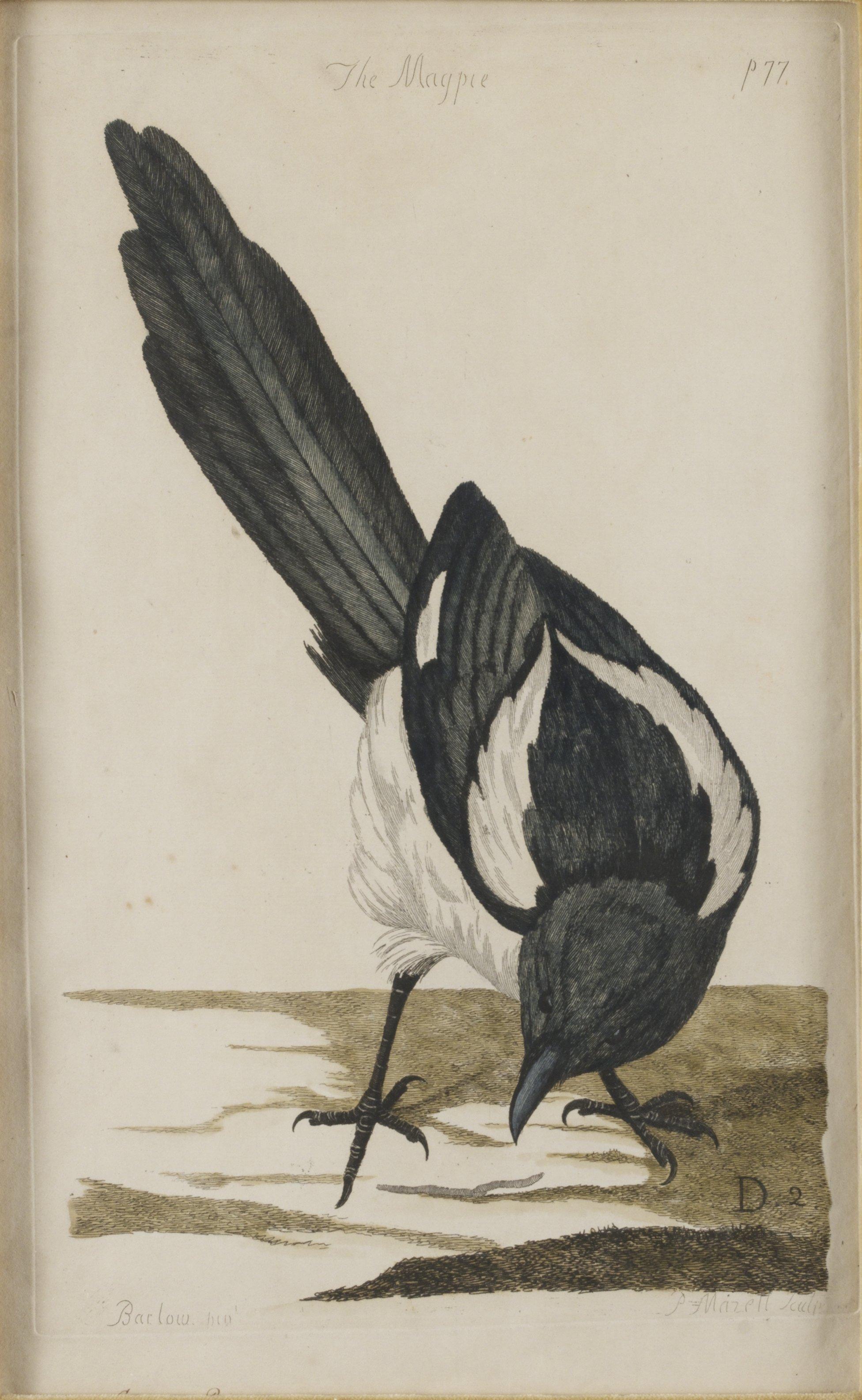 Peter Mazell - Skata