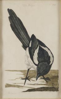 Peter Mazell - Skata