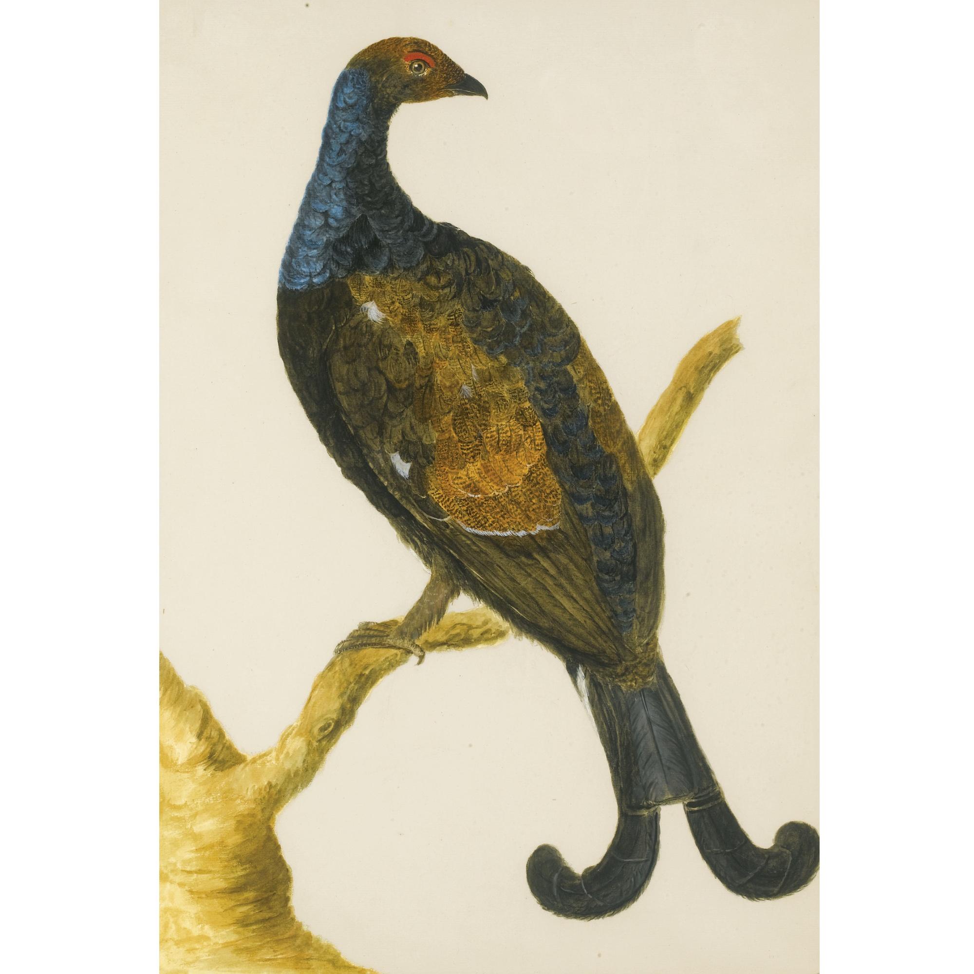 Peter Paillou - A) A Black Cock; B) A Female Black Grouse