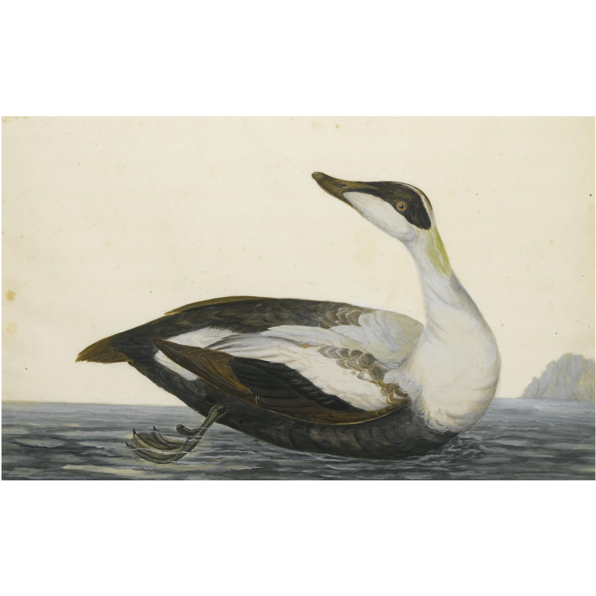 Peter Paillou - A) A Shearwater; B) An Eider Drake