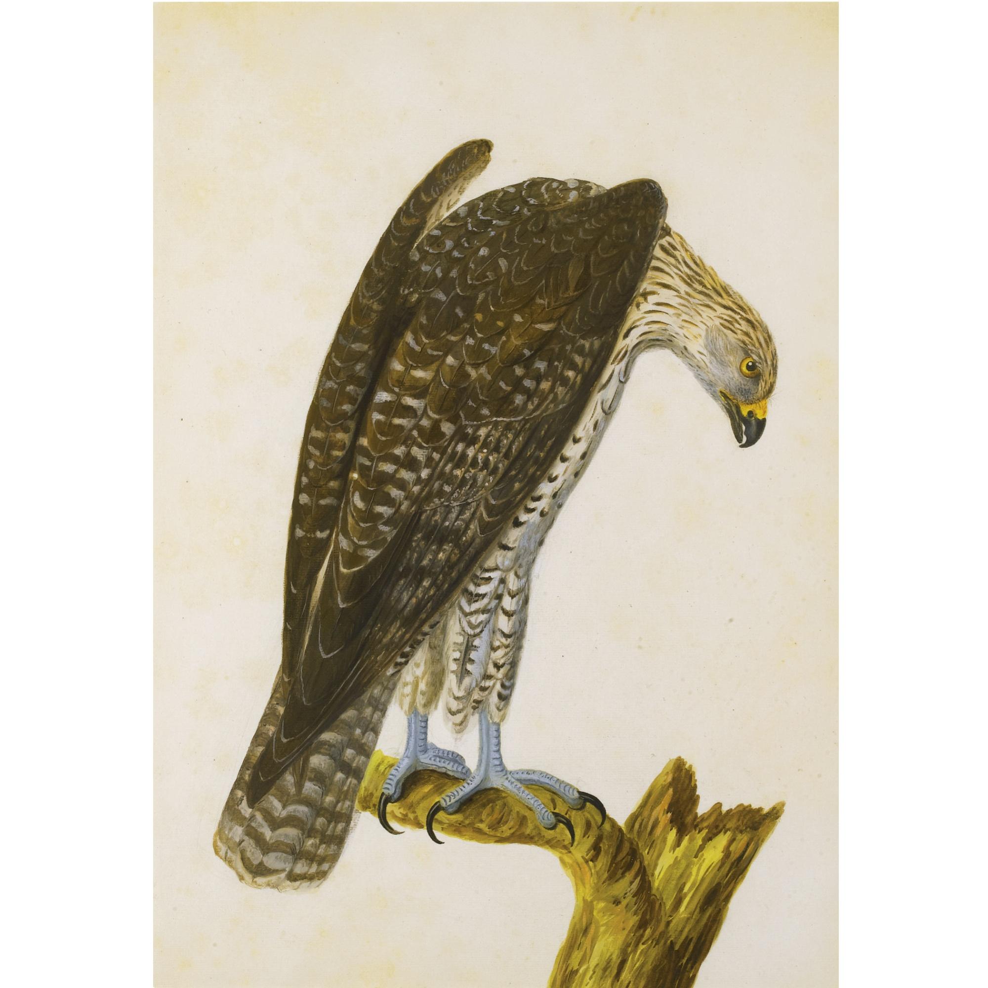 Peter Paillou - A) An Iceland Falcon; B) A Black-Toed Gull