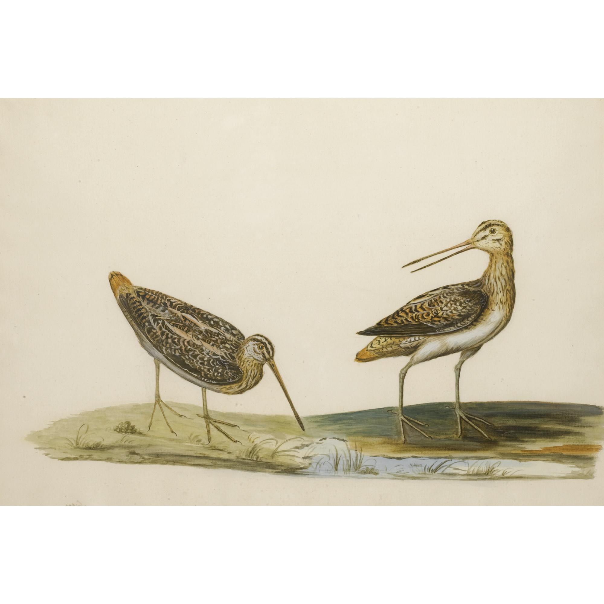 Peter Paillou - A) Two Snipe; B) A Male And Female Quail