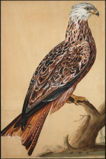 Peter Paillou - Milan Royal