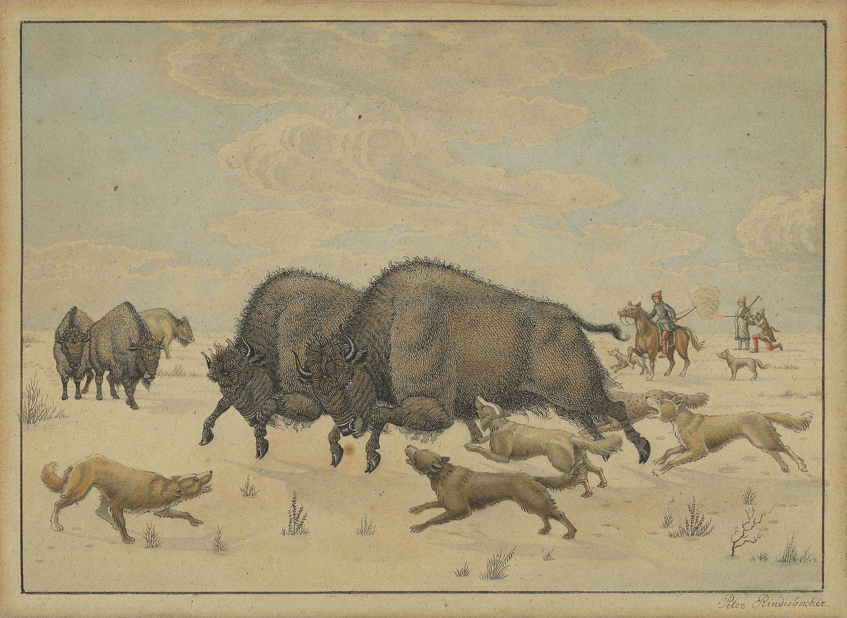 Peter Rindisbacher - Bison Hunt