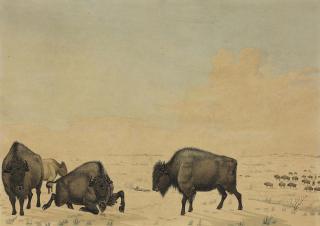Peter Rindisbacher - Buffalo Hunt