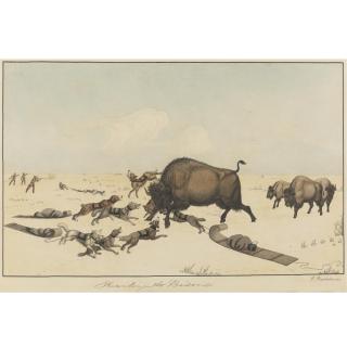 Peter Rindisbacher - Hunting The Bison