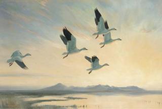 Peter Scott - Snow geese