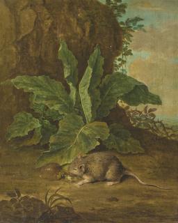 Peter Snijers - A forest floor with a mouse and a chestnut