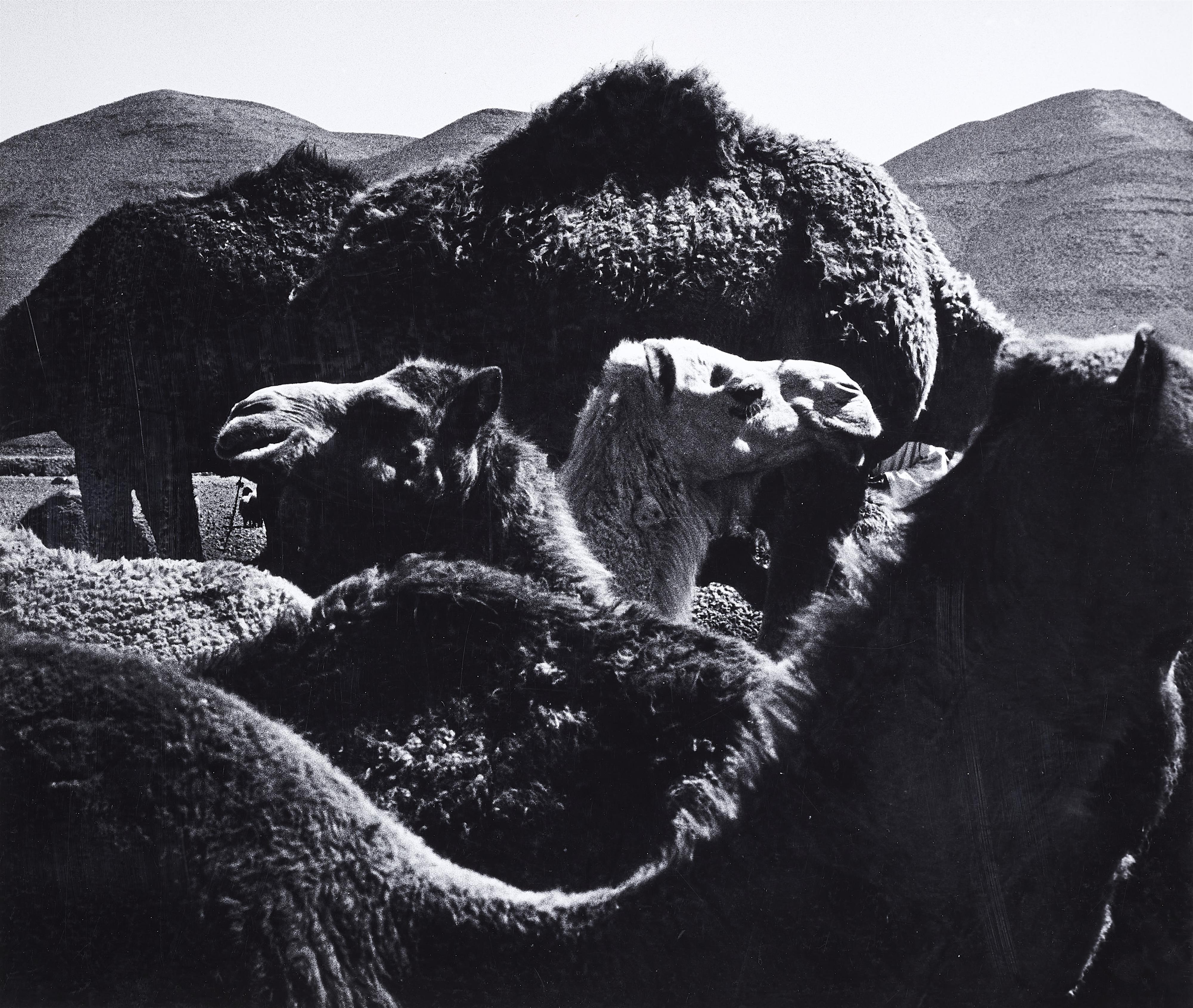 Peter Thomann - Dromedare, Marokko