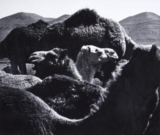 Peter Thomann - Dromedare, Marokko