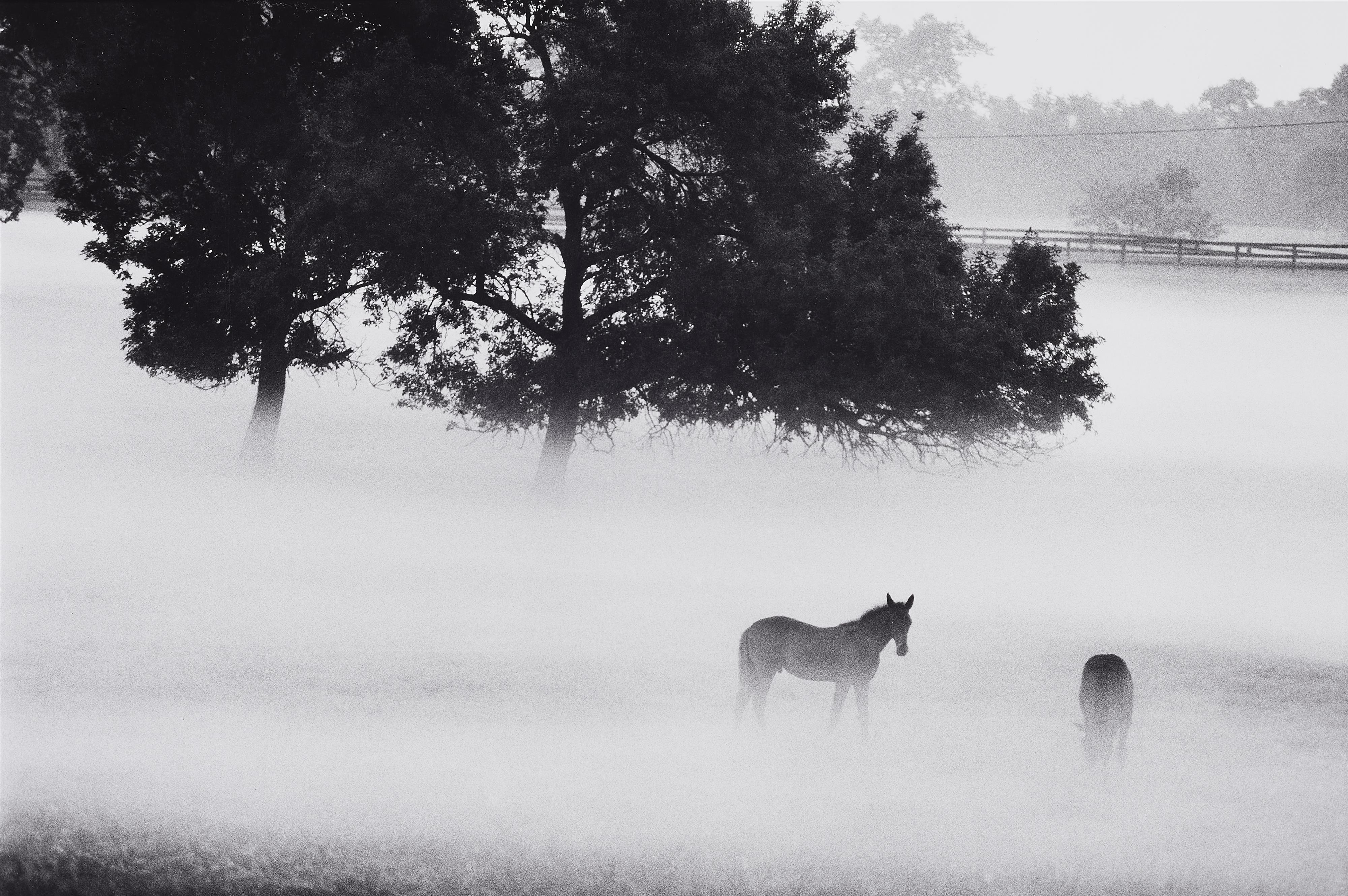 Peter Thomann - Frühnebel über Lexington, Kentucky (Kentucky Horse Park)