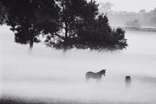 Peter Thomann - Frühnebel über Lexington, Kentucky (Kentucky Horse Park)