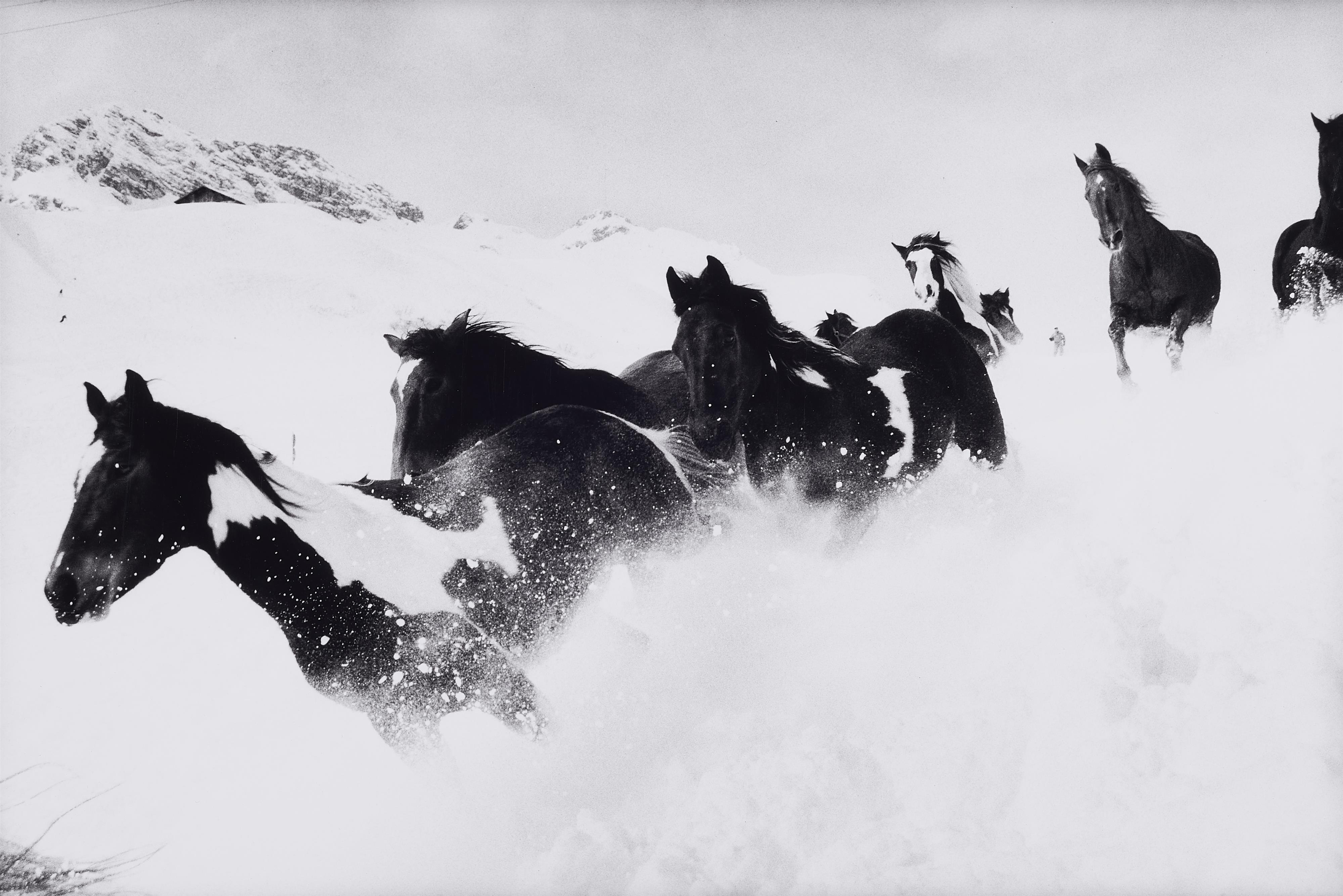 Peter Thomann - Irish Tinker im Tiefschnee, Lech/Arlberg