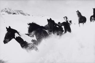 Peter Thomann - Irish Tinker im Tiefschnee, Lech/Arlberg