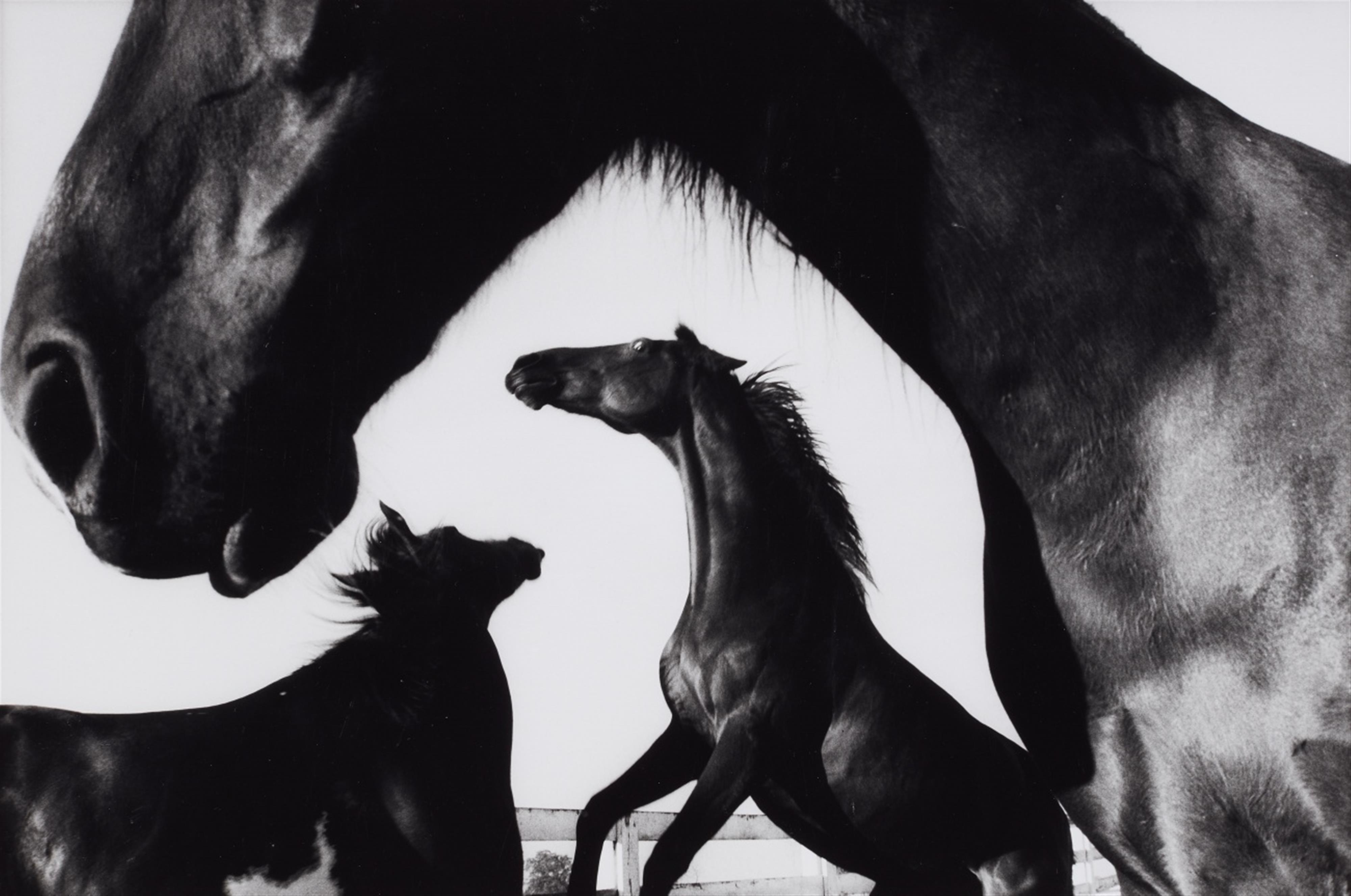 Peter Thomann - Kentucky Horse Park, Lexington, USA. Indian Pinto