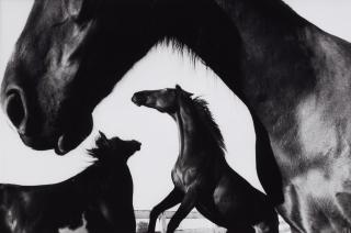 Peter Thomann - Kentucky Horse Park, Lexington, USA. Indian Pinto