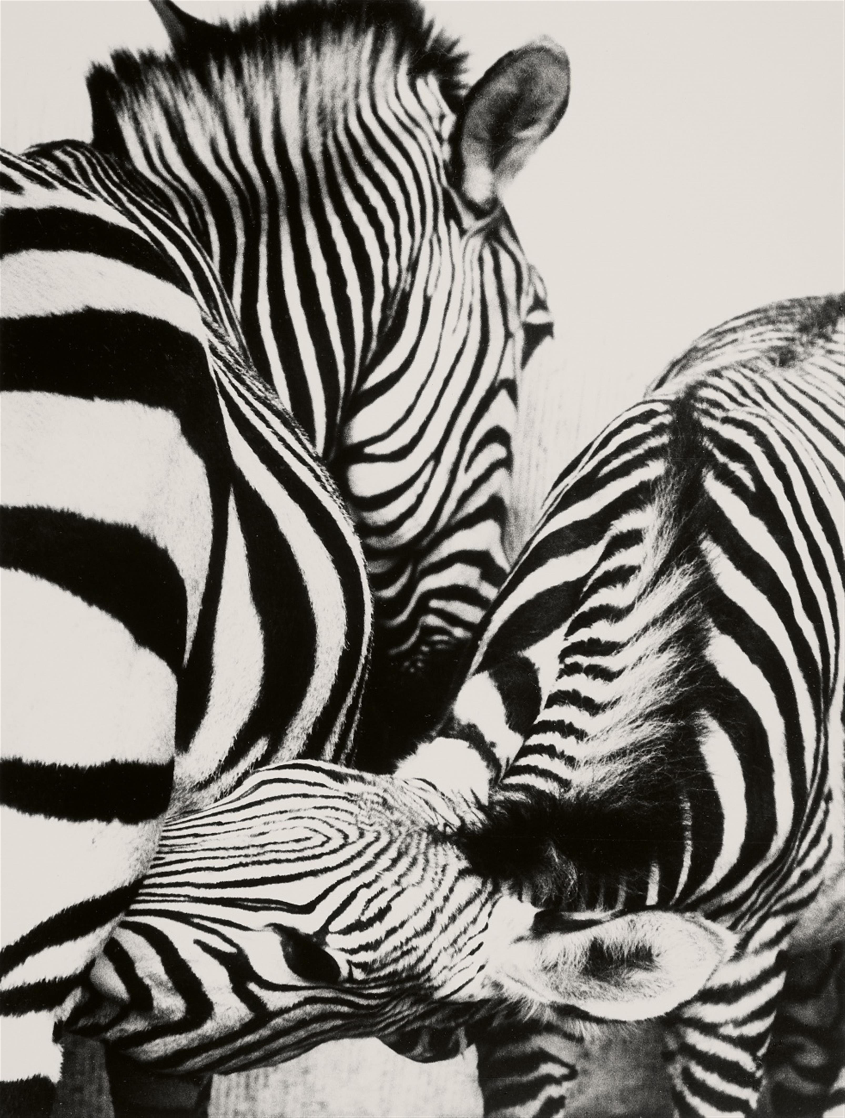 Peter Thomann - Säugendes Zebra, Zoo Berlin