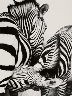 Peter Thomann - Säugendes Zebra, Zoo Berlin