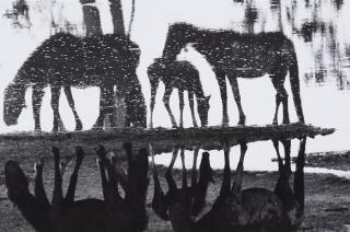 Peter Thomann - Wild Horses at the Mirror Lake, Montana