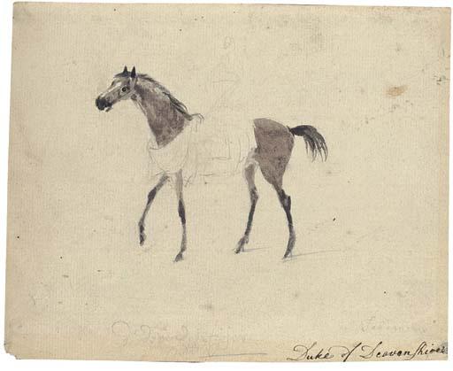 Peter Tillemans - A racehorse in profile to the left