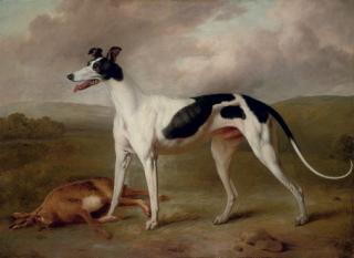 Philip Reinagle, R.A. - A prize greyhound in an extensive landscape