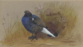 Philip Rickman - A Blackcock