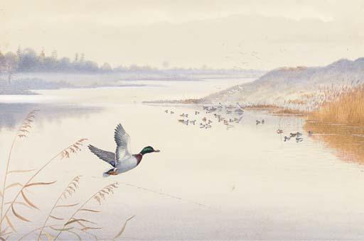 Philip Rickman - A mallard in flight