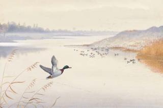 Philip Rickman - A mallard in flight