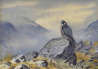 Philip Rickman - A Peregrine Falcon
